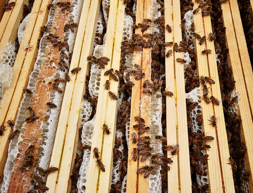 Pappa Reale: caratteristiche e proprietà