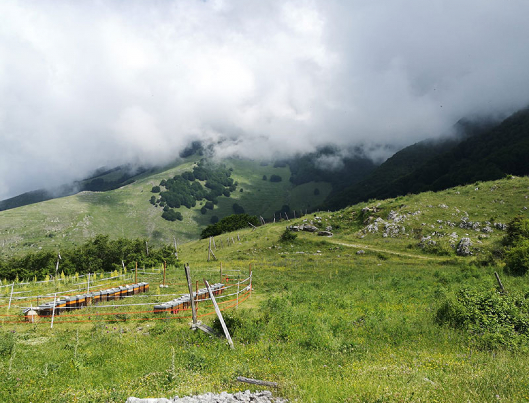 Raccolta del millefiori di montagna!