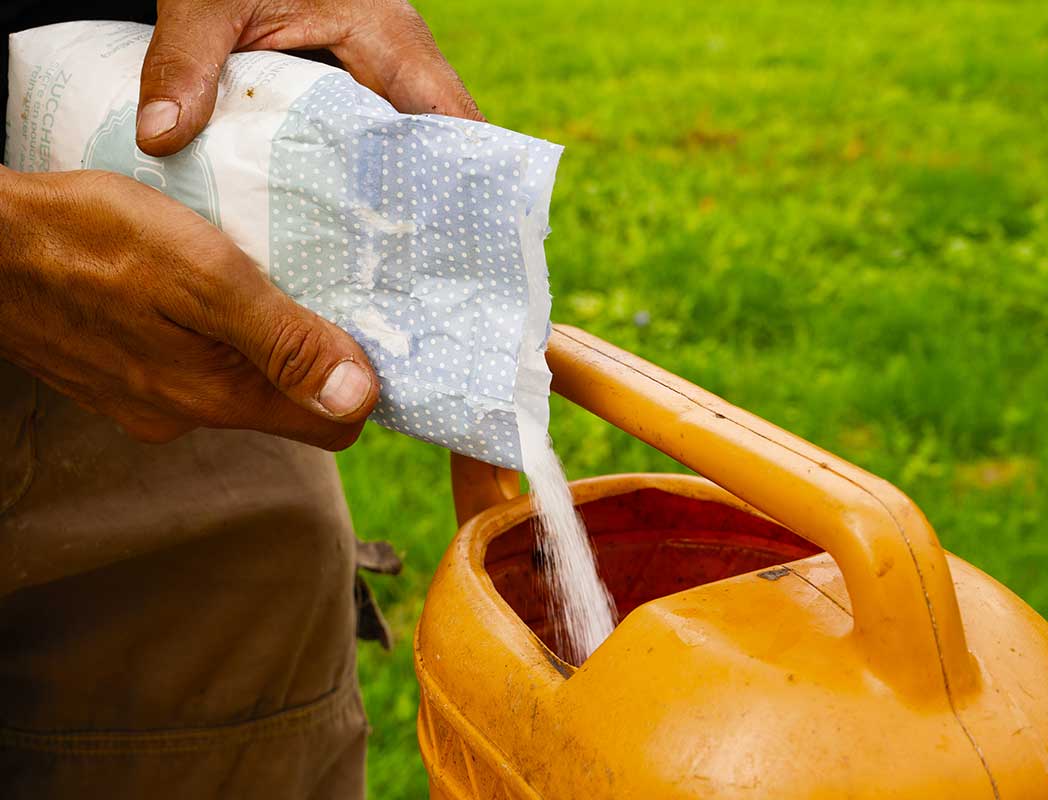 Preparazione uno sciroppo di acqua e zucchero, 1 Kg di zucchero