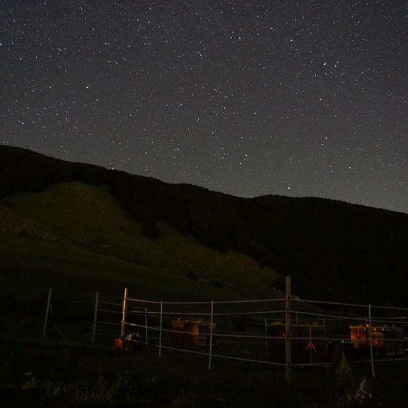 Miele Di Montagna Via Lattea