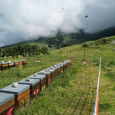 Miele Di Motagna Nel Parconazionaleabruzzo