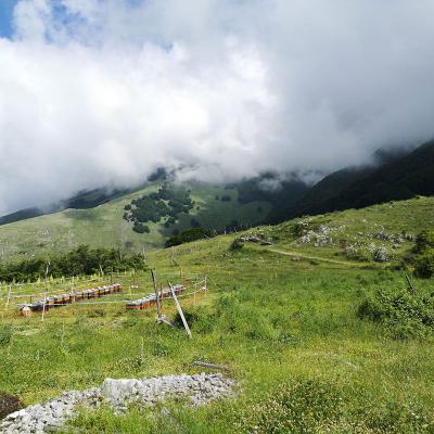 Raccolta Miele Di Motagna 2023