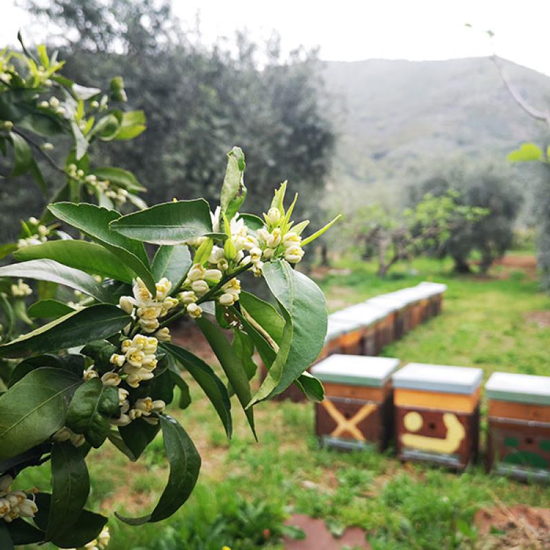 Etesia Mieli Arnie Acacia 2